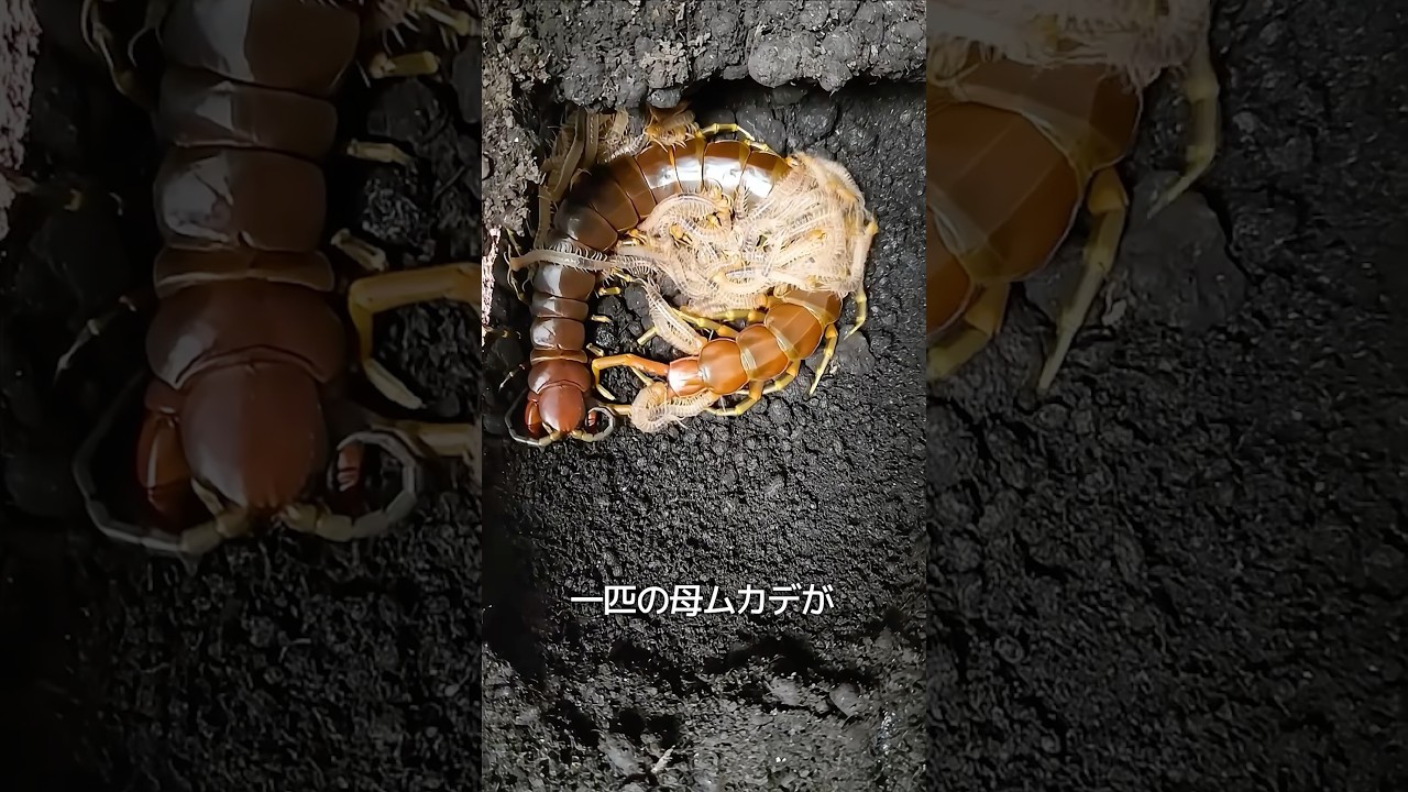 母性の偉大さ