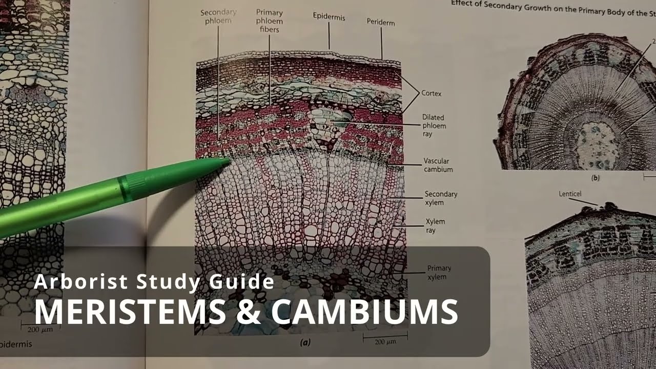 Meristems & cambiums | Tree Biology