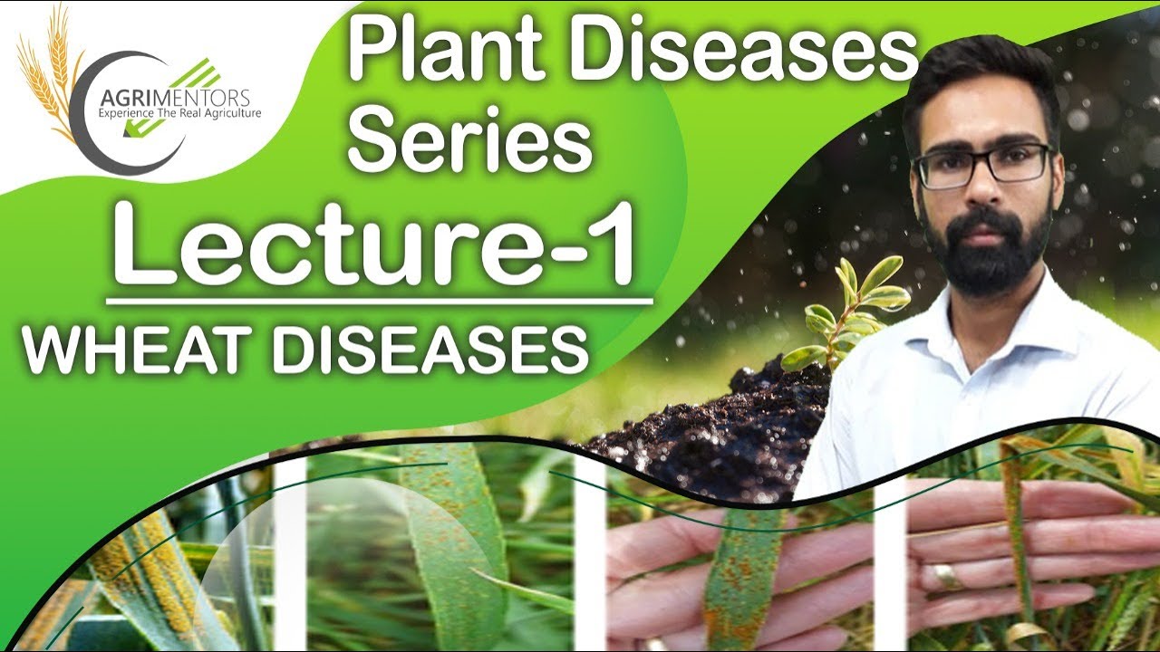 Plant Pathology | Wheat Diseases | IBPS AFO, RAEO, AAO, AO