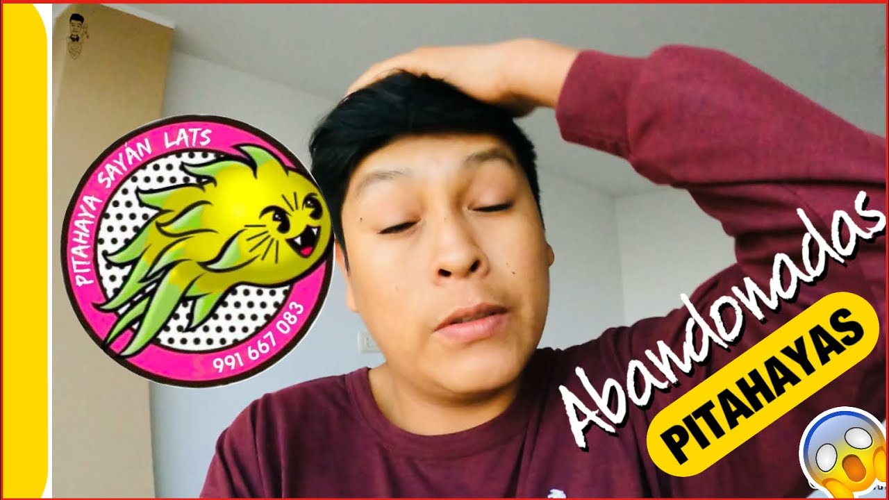 PITAHAYAS ABANDONADAS UN AÑO | PITAHAYAS sembradas a 2600 sobre el nivel del mar 🤠✌🏻
