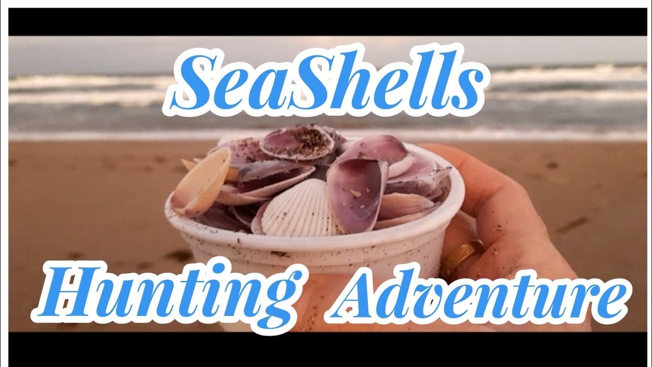 Explore The Shoreline And Discover The Beauty Of Nature's Treasures#Collectingseashells#beachcombing