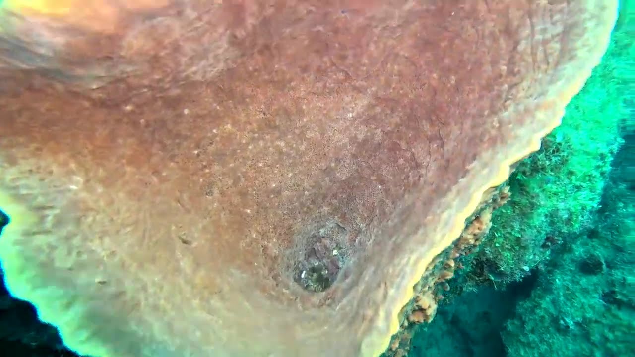 Plongée Anse Dufour et son tombant !