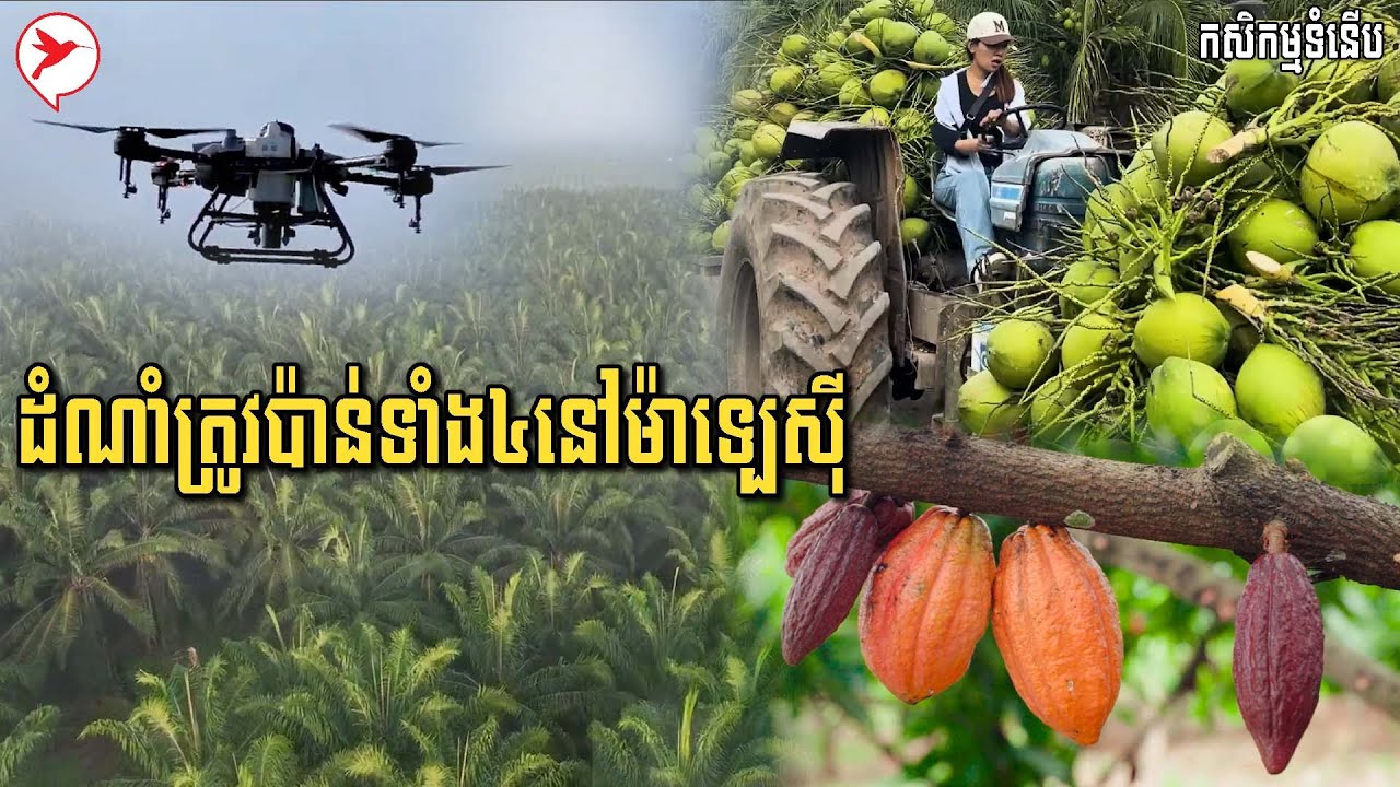 ដំណាំឧស្សាហកម្មទាំង​៤នេះ​ ម៉ាទ្បេស៊ីរកចំណូលបានច្រើនណាស់ ​ខ្មែរយើងក៏អាចធ្វើបានដែរ!