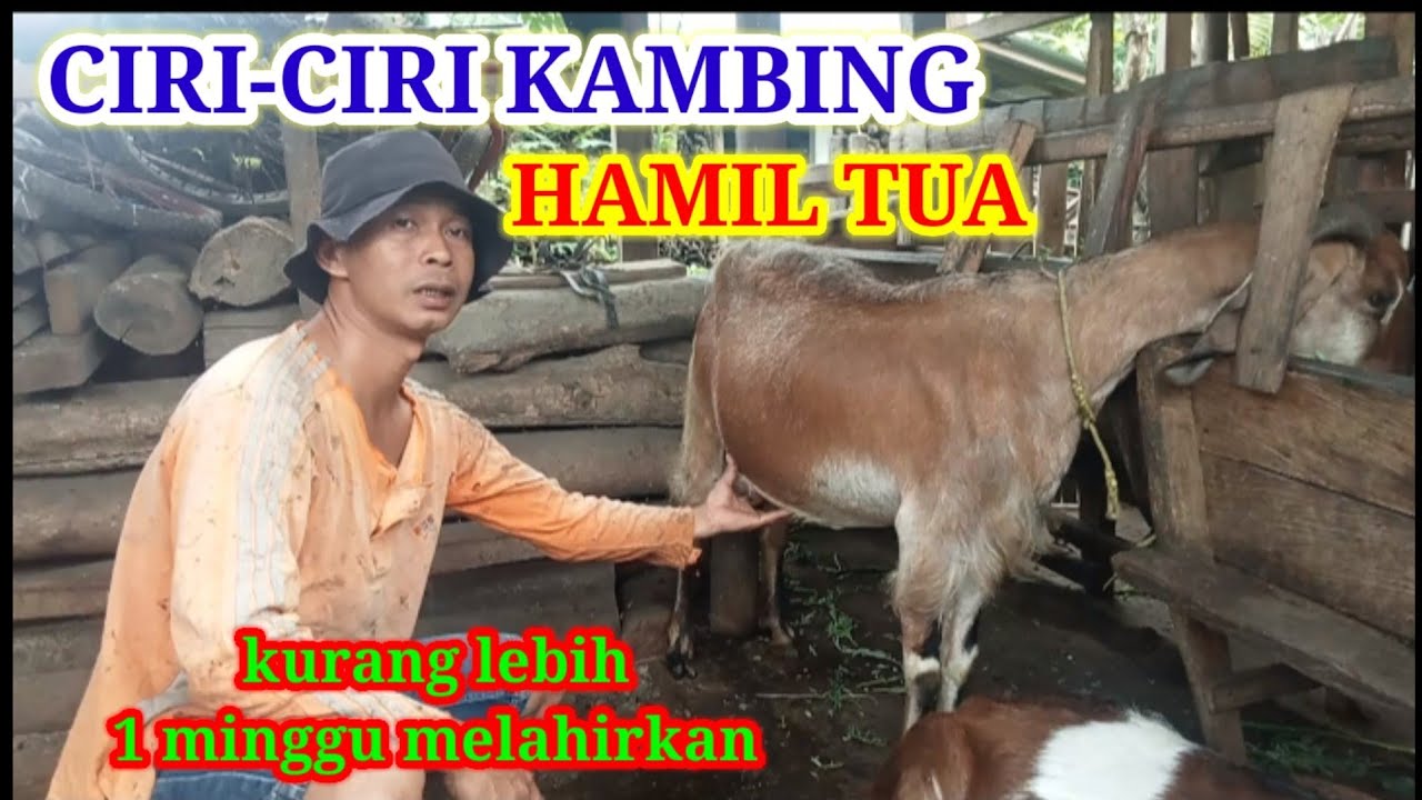 CIRI-CIRI INDUKAN KAMBING YANG SUDAH MAU MELAHIRKAN