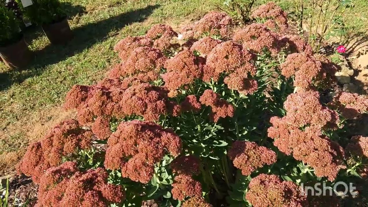 Plant Spotlight: Autumn Joy Sedum. A fantastic perennial for every garden!