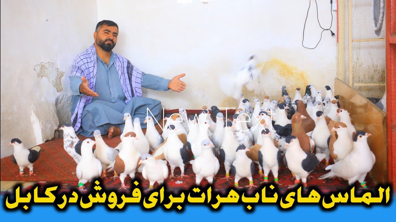 خبر خوش، 300 کفتر فروشی ناب هرات در کابل|یک جوره 100،000 هزار افغانی|دوستان شوقی و کم کفتر عجله کنید