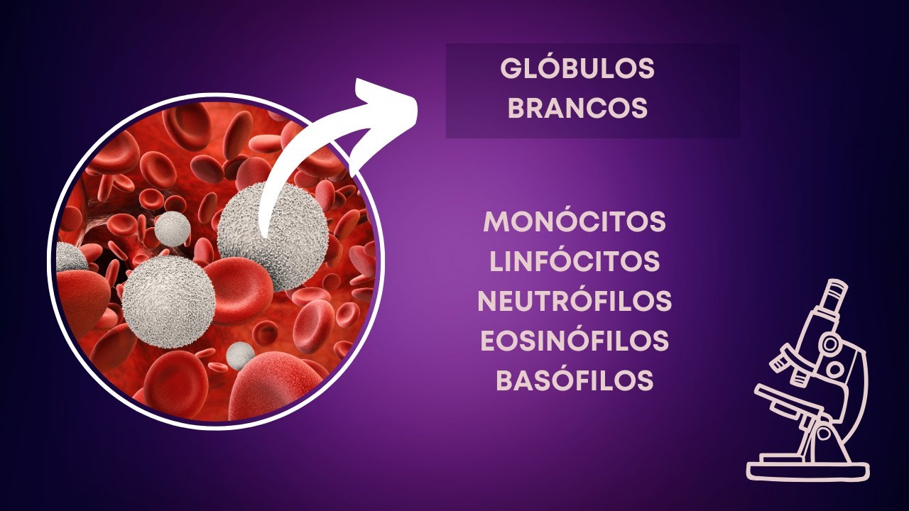 Gl&oacute;bulos Brancos - mon&oacute;citos, linf&oacute;citos, neutr&oacute;filos, eosin&oacute;filos, e bas&oacute;filos.