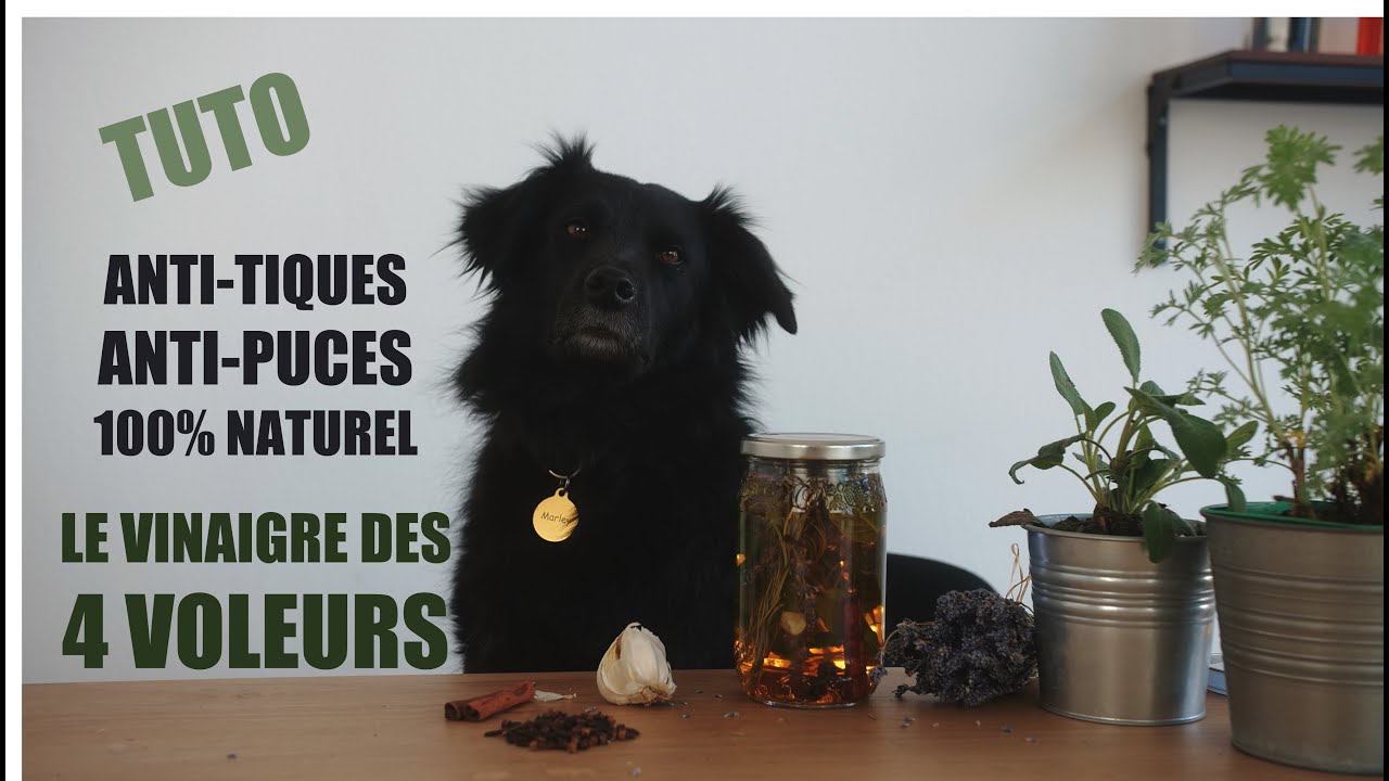 #TUTO : Comment faire son Anti-puces et anti-tique 100% naturel ?