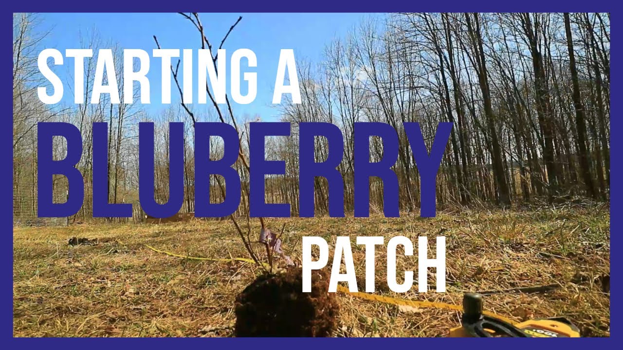 The First 30 Blueberry Plants in My Patch │ Starting a Blueberry Patch
