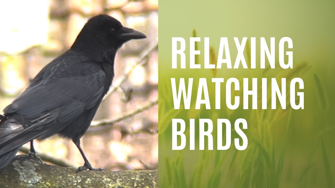 Relaxing Watching birds and listening to the sounds they make