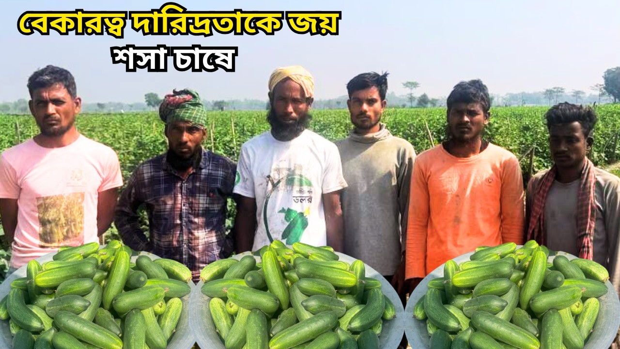 ছয় বন্দুর ৬ একর জমিতে শসা চাষ || cultivation || cucumber || Farming.