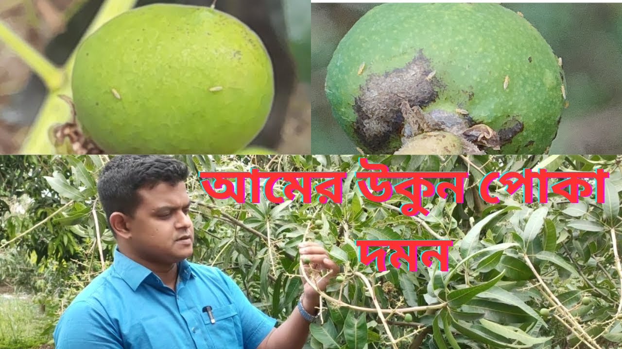 🥭আমের উকুন পোকা নিয়ে চিন্তা?/আমের থ্রিপস পোকা দমনের পদ্ধতি/How To Control Mango Thrips/Mango Thrips🥭