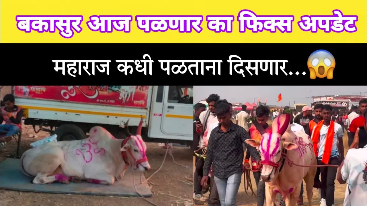 बकासुर आज पळणार का फिक्स अपडेट 🤩 महाराज कधी पळणार? #बकासुर #नाद #बैलगाडा