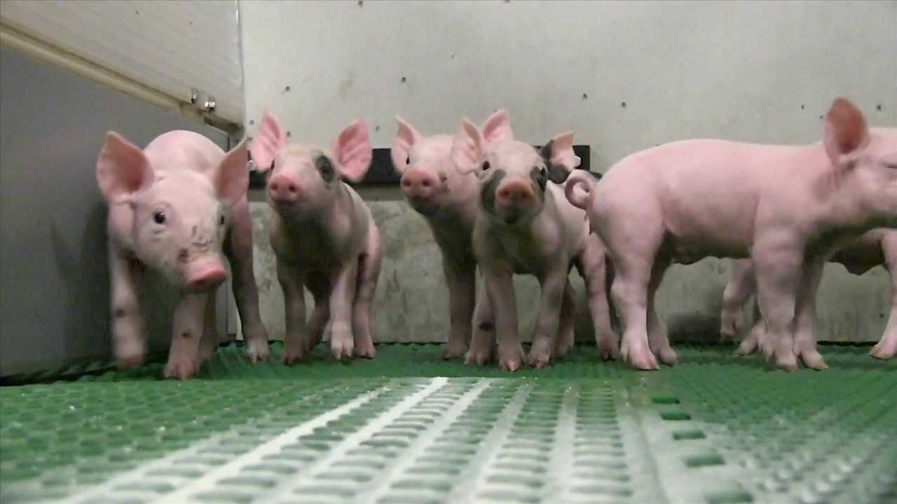 Stap in de Stal | Boerderij Rotink | Kom varkens kijken