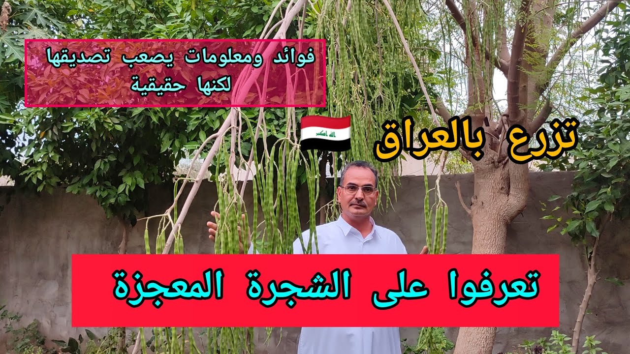 المورينگا أو المورنغا أو المورينجا moringa شجرة عجيبة غريبة ومعلومات لن تصدقها بسهولة لكنها حقيقية