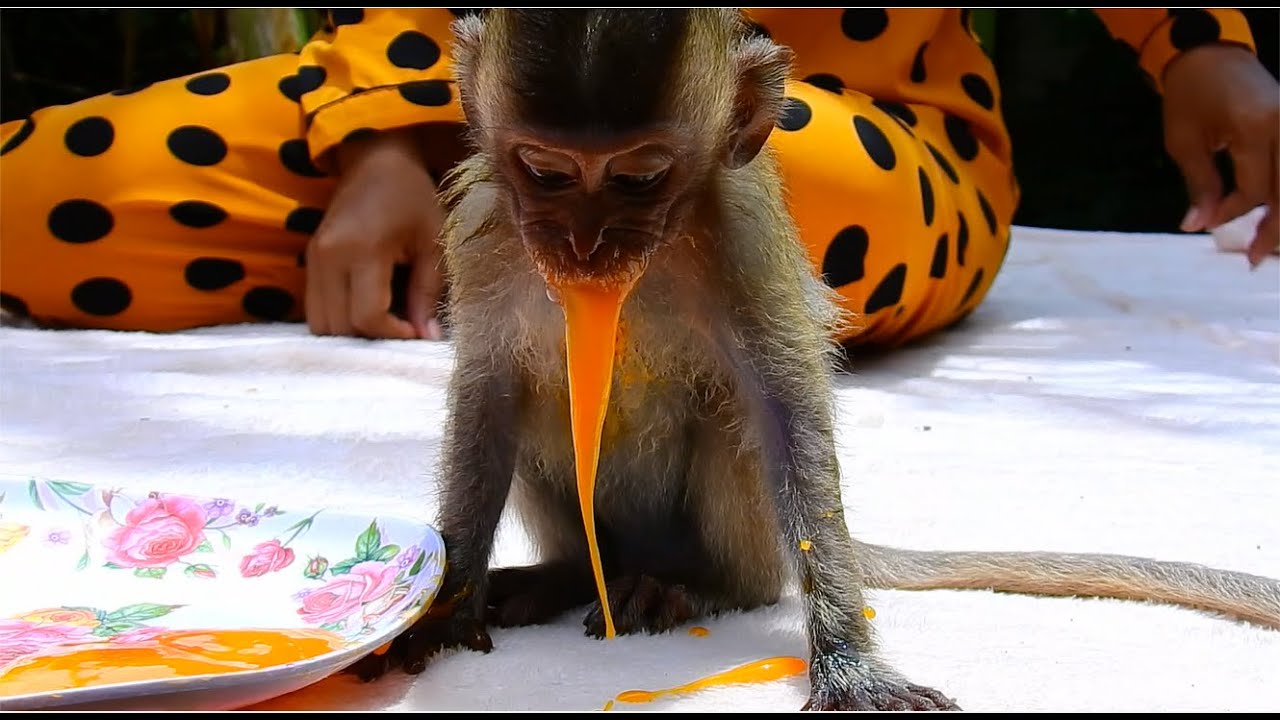 appetite baby vigo is really hungry after she got injection , baby vigo is better and more healthy