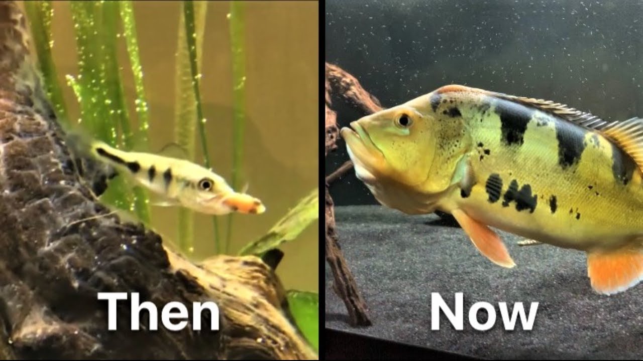 WATCH This BEFORE you buy a PEACOCK BASS  ||   Growth Rate