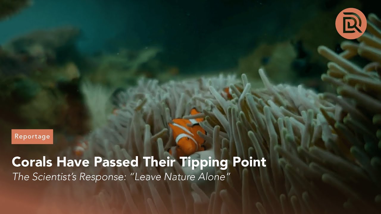 Corals Have Passed Their Tipping Point