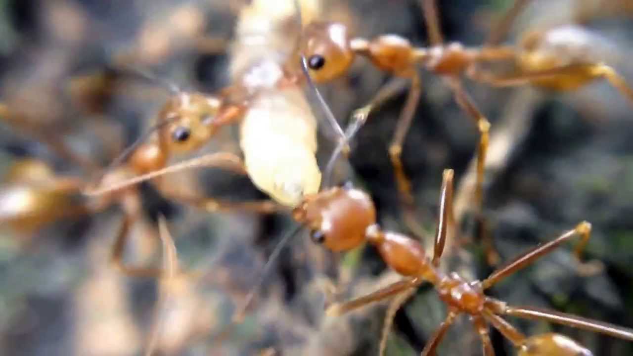 Ants helping each other to get their food
