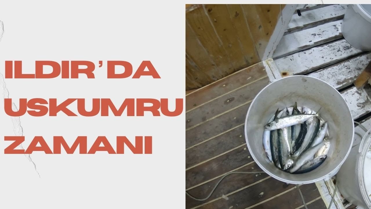 USKUMRU BAŞLAD BALIK AVI IBALIK AVI VİDEOLARI  #balıkavı #fishing #balıkavıvideoları #balikavi