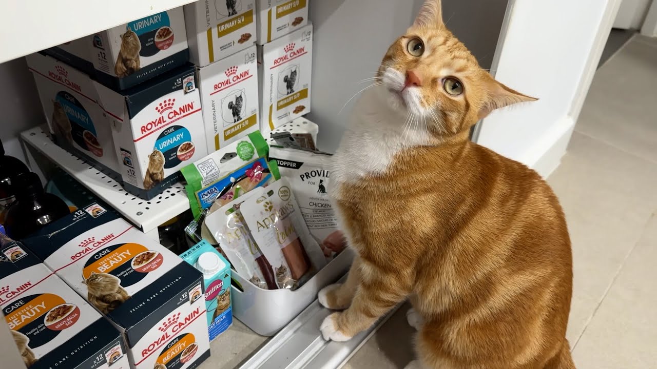 Unboxing my cat's monthly food order!
