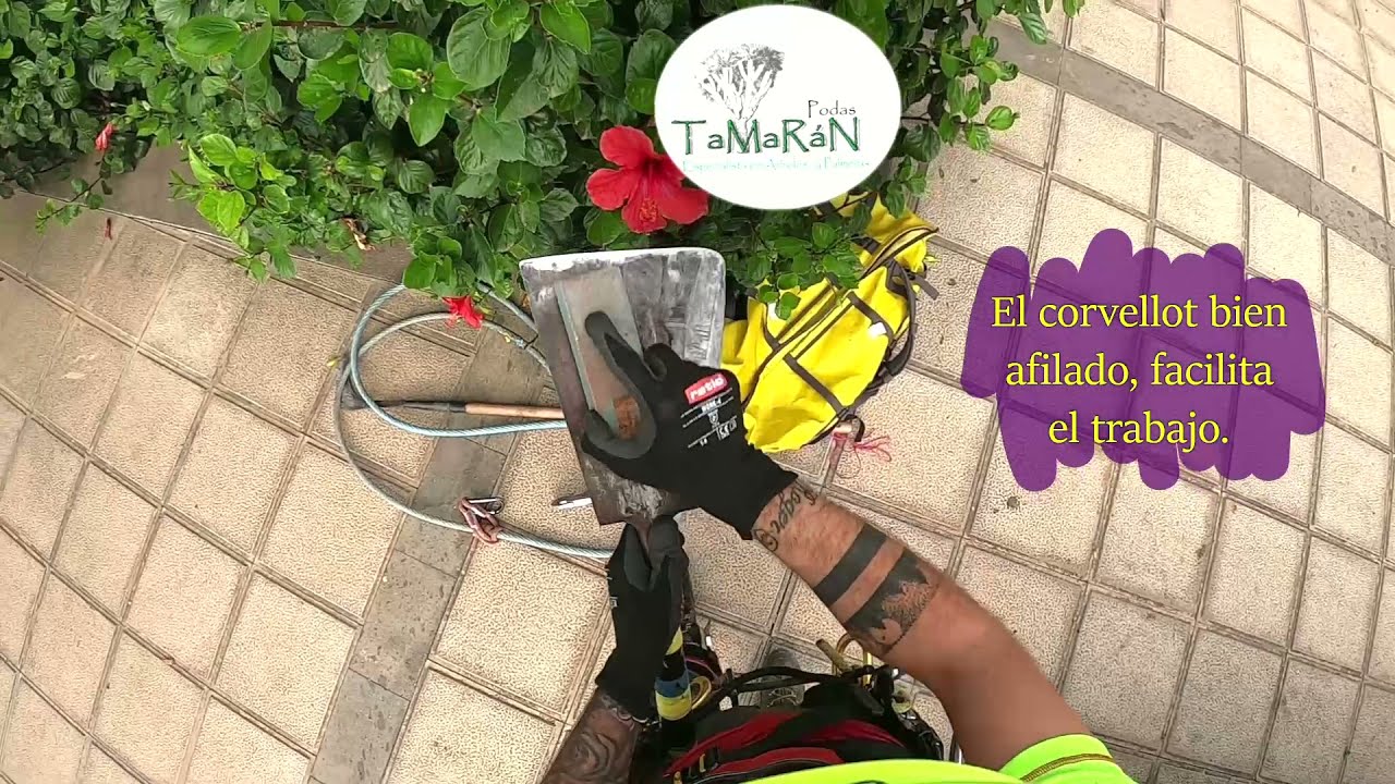 Poda de palmera canaria (Phoenix canariensis) en Gáldar.