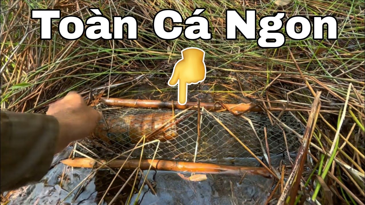Thăm Những Cái Lờ Cuối | Tiếp Tục Trúng Toàn Cá Ngon