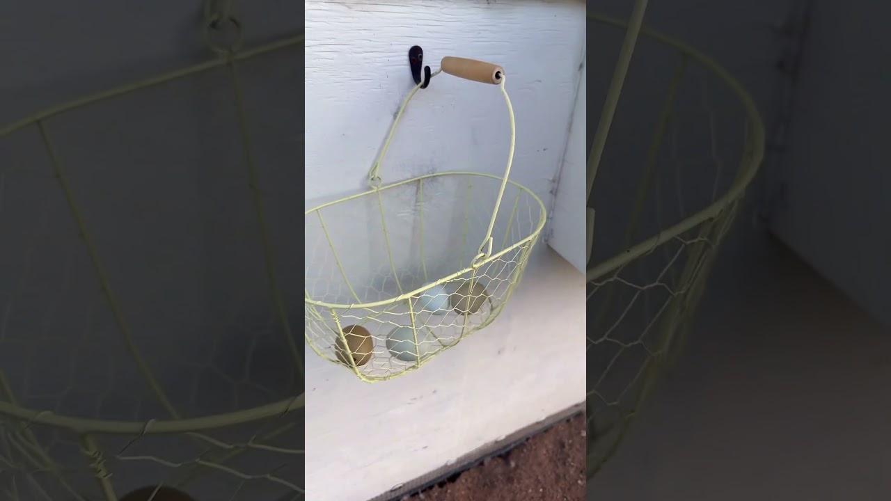 Just another egg collection video&hellip; #chickens #chicken #egg #eggs #eggcollection #gathereggs #farm