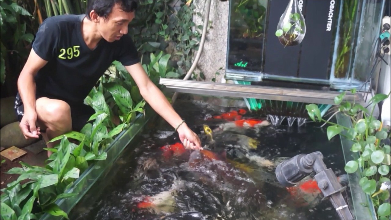 Koi pond design ( Feeding koi, in glass pond with chamber filter ), no need maintenance, easy & good