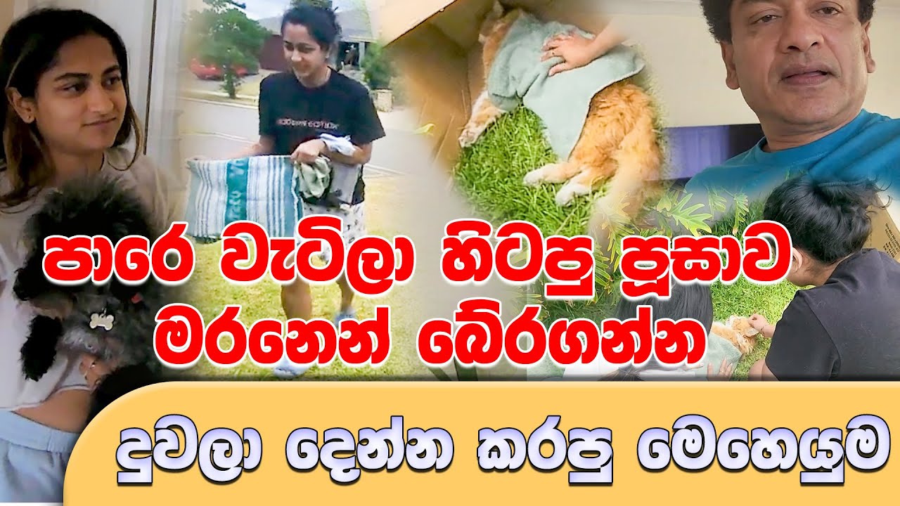 පාරෙ වැටිලා හිටපු පූසාව මරනෙන් බේරගන්න දුවලා දෙන්න කරපු මෙහෙයුම | SUDAA TRAVEL |