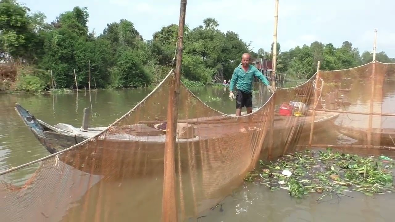Dở chà cá kiếm chục triệu . Trúng mánh Cá lăng cá mè vinh