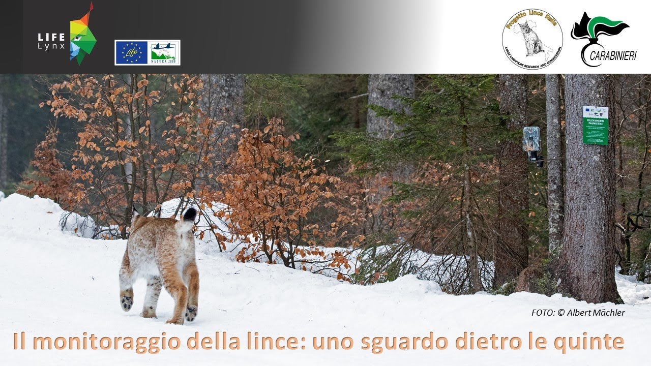 LIFE Lynx: monitoraggio (episode 2)