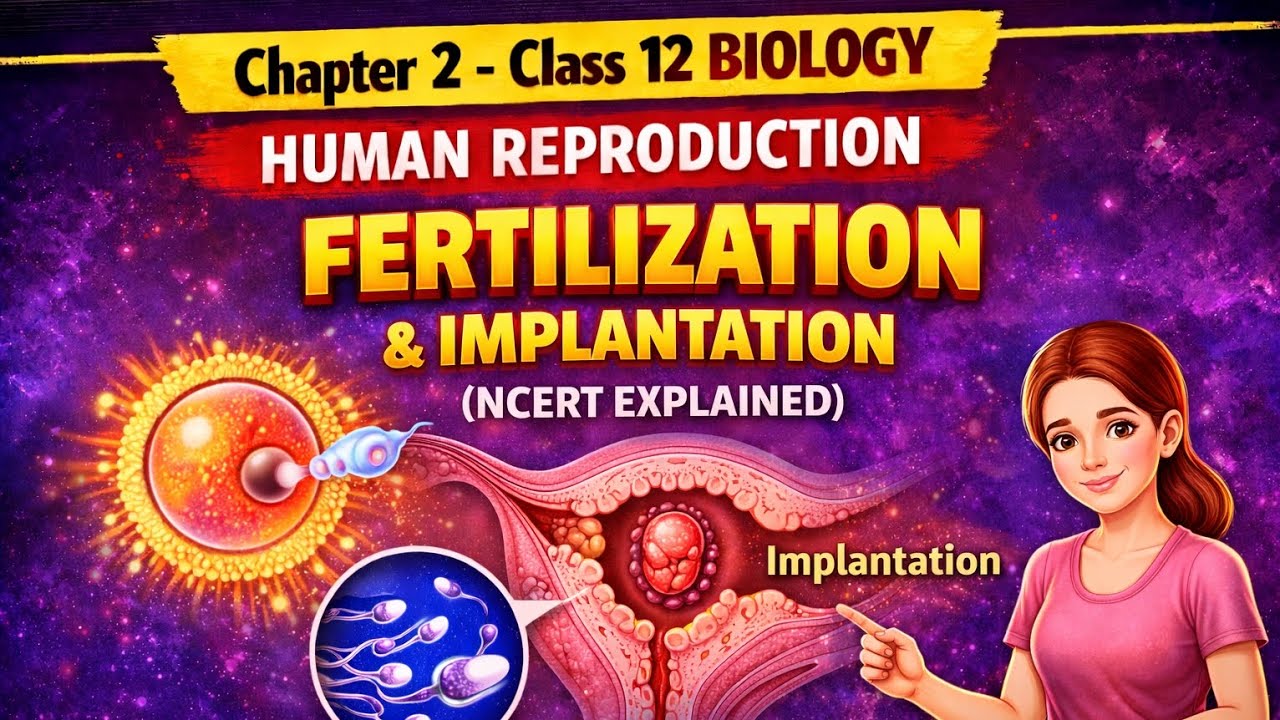 How Fertilization & Implantation Occur? | Class 12 BiologyFertilization