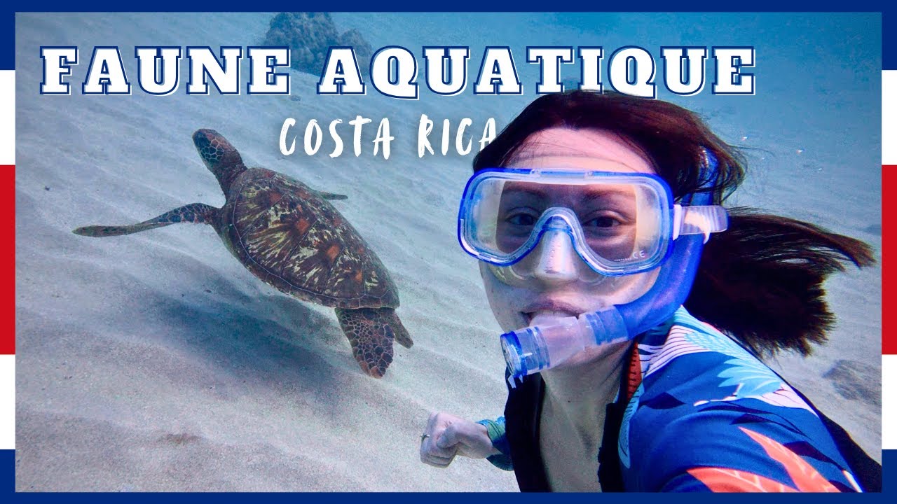 Folles bestioles au Costa Rica (Ép.5): La vie sous l'eau! Pêche, plongée, etc.