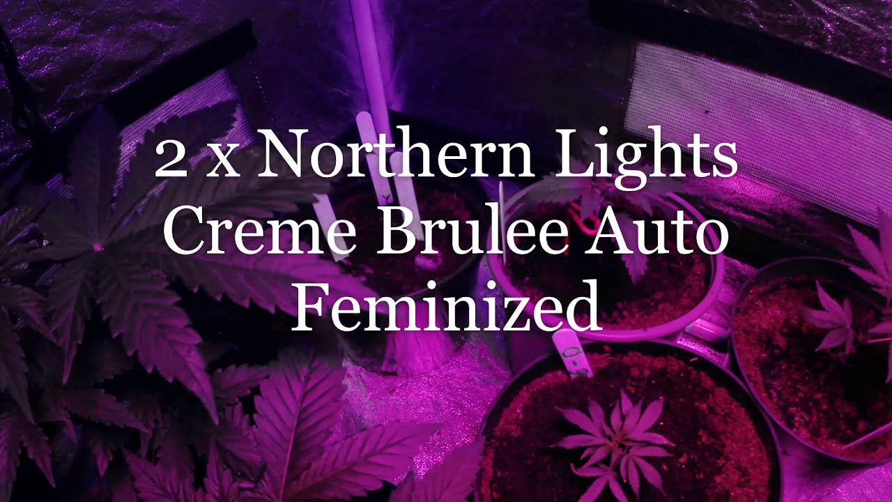 UK Indoor Grow 12 strains of weed