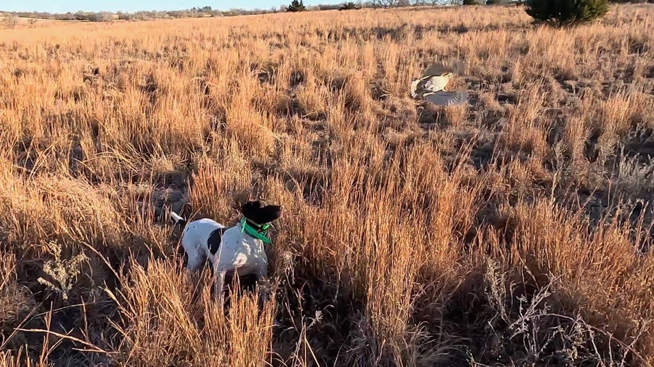 Oklahoma Quail Hunt 2025-2026. Quail everywhere!  #uplandhunting #birdhunting #upland hunting 