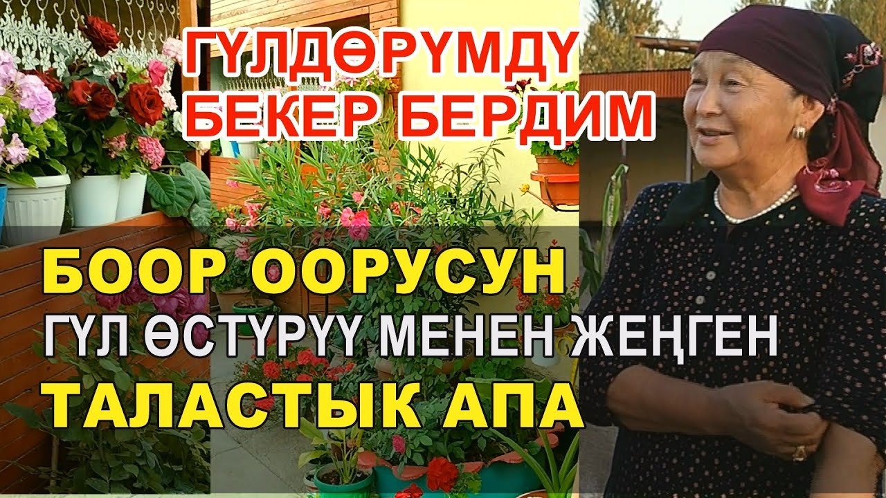 ГҮЛДӨРҮМДҮ СУРАГАНДАРГА БЕКЕР БЕРДИМ. ҮЙҮН ГҮЛЗАРГА АЙЛАНТКАН 70 ЖАШТАГЫ АПА