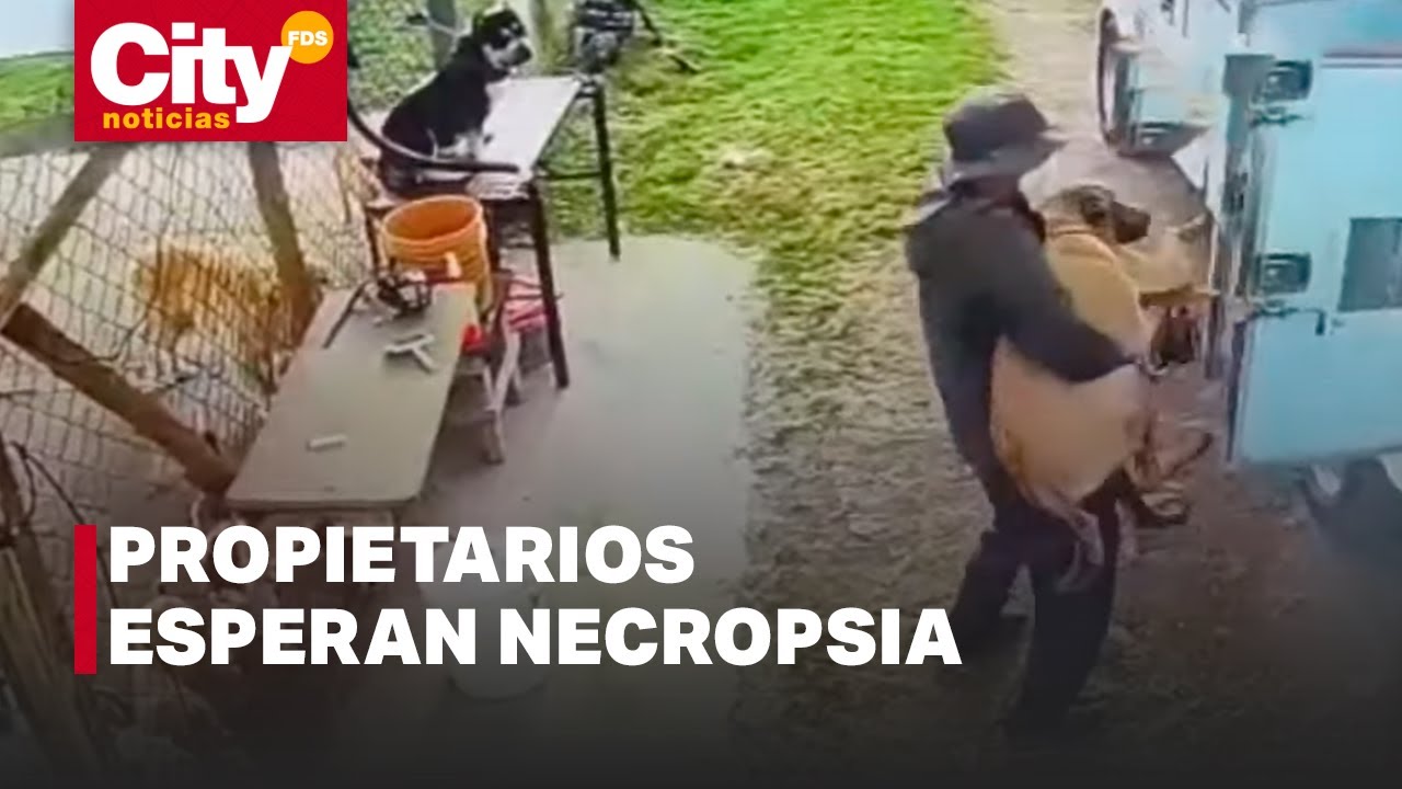 Perro murió por presunta negligencia de una guardería en el norte de Bogotá | CityTv