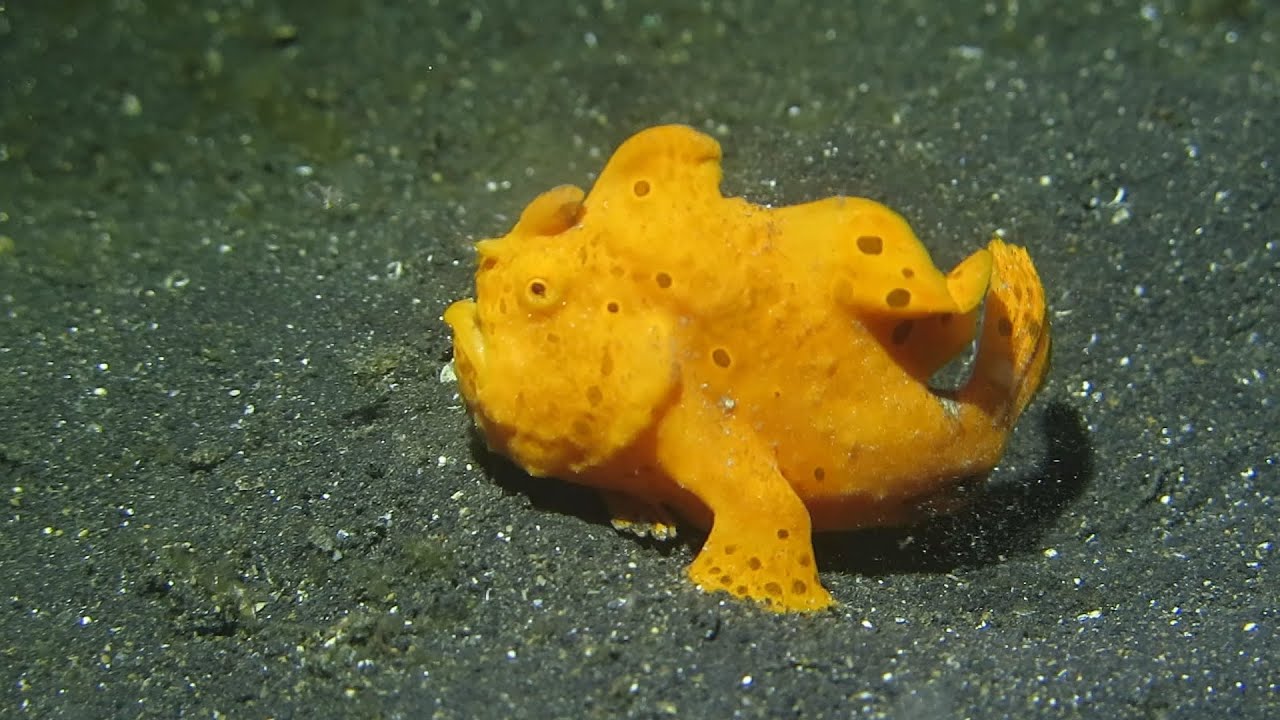 Walking Frogfish in Lembeh Strait, Indonesia