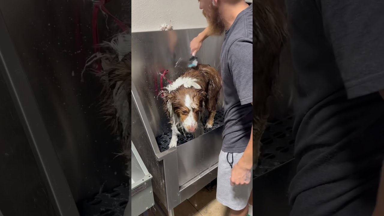 Jaxx the Aussie 🐾 #australianshepherd #aussie #dogbath #tutorial