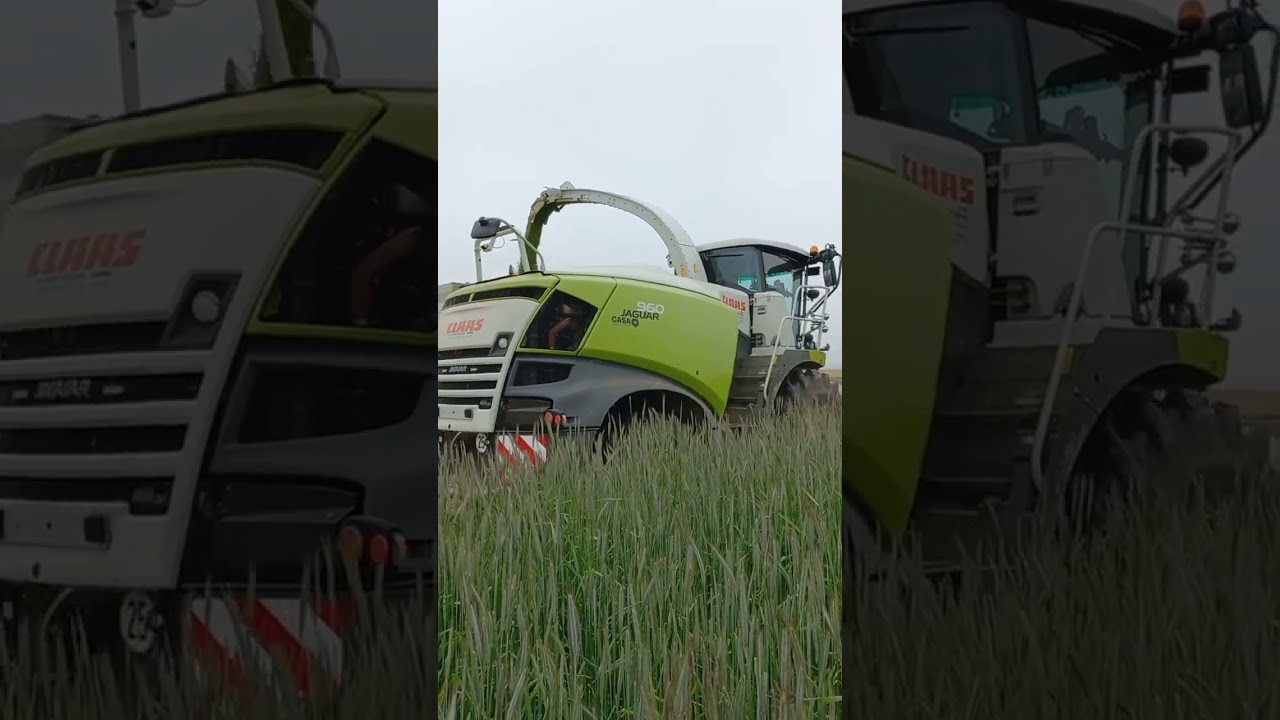 ensilage de seigle CLAAS JAGUAR 960 + dameuse au silo