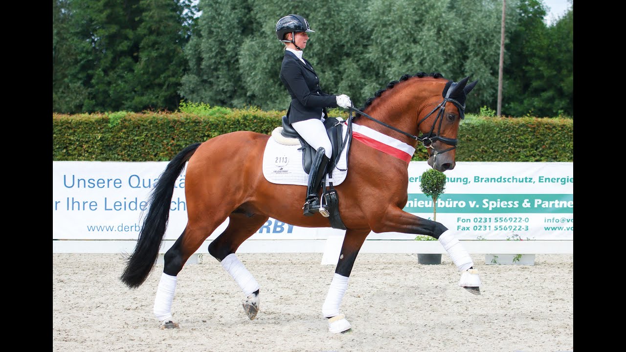 Valverde - Stallion Collection Schockemoehle & Helgstrand 2021 ENG