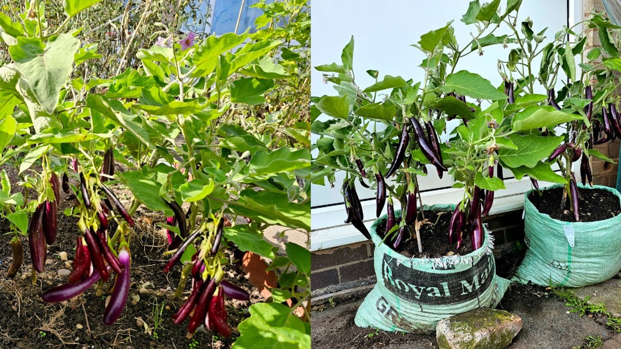 Gardening UK! Growing Aubergines UK, Harvesting aubergines at Home UK