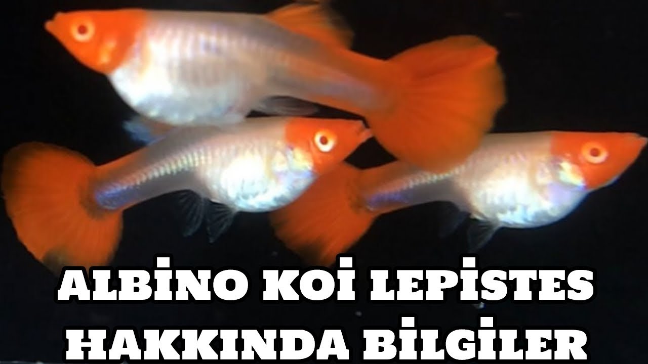 Albino Koi Lepistes Hakkında Bilgiler