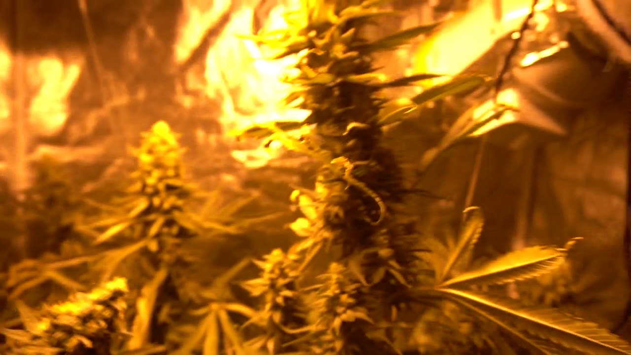 cheapo chinese plants live again