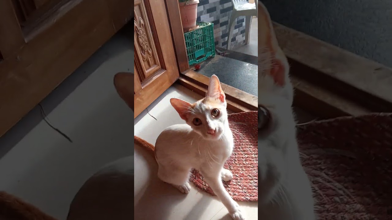 Maara is cute cat video