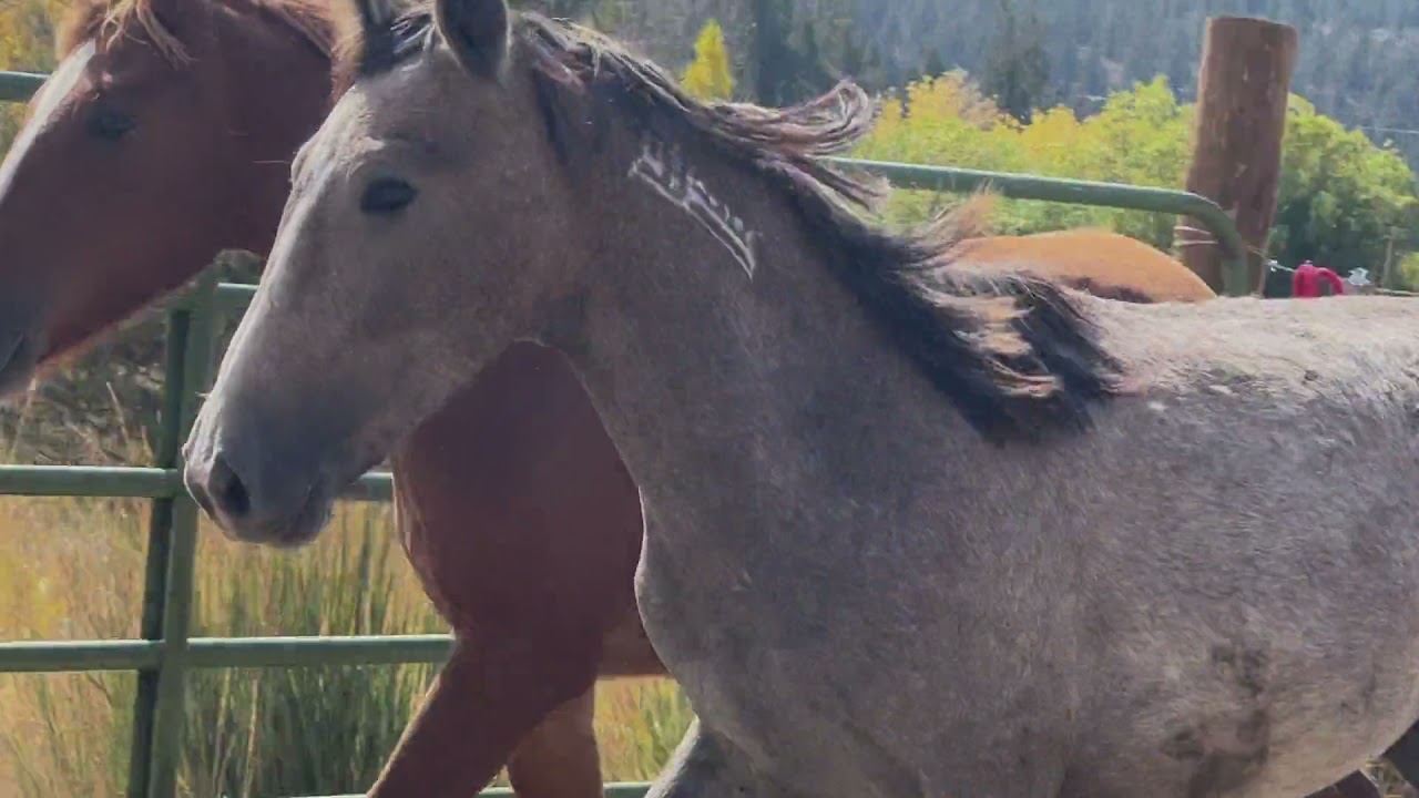 Yearlings meet ♥️❤️