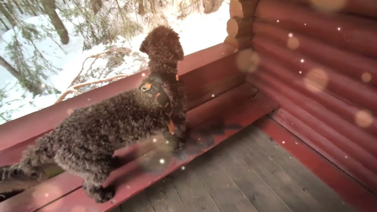 Discovery Åsmarka in Norway #norweganwood #norway #winter #lagotto