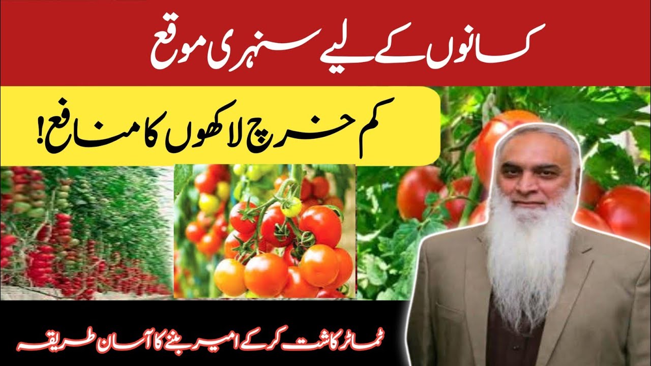 Kisanon Ke Liye Sunhari Moqa | Tamatar Ugayein Ameer Ho Jayein | Tamatar Ki Kasht Se Zyada Munafa
