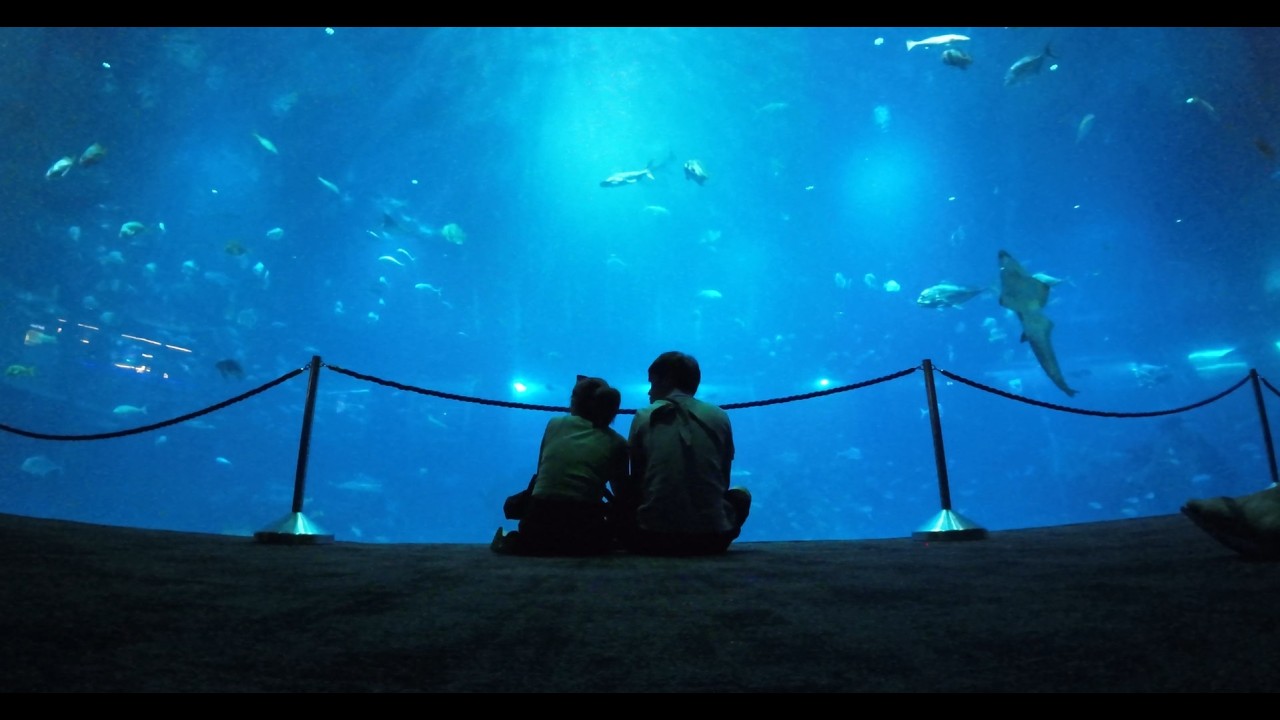 SINGAPORE Day 2: Conrad Buffet, SEA Aquarium & Moving Hotels! 🇸🇬🐟
